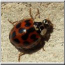 Harmonia axyridis - Asiatischer Marienkaefer 27.jpg